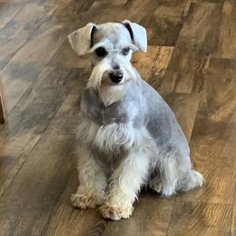 Josie - Miniature Schnauzer
