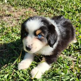 Cash (Blue eyes) - Black tri male Miniature Australian Shepherd puppy in Lakeland, Florida from Sunshine Mini Aussies