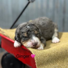 Ginger - Blue merle female Bernedoodle puppy in El Campo, Texas from Little Fur Friends Bernedoodles