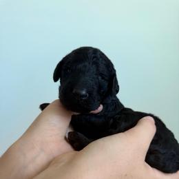 Colby - Black male Poodle puppy in Haines City, Florida from Noelle Poodles