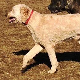 Poodles from AMBer Pines Farm