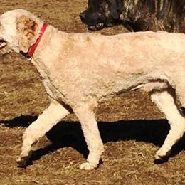 Poodles from AMBer Pines Farm