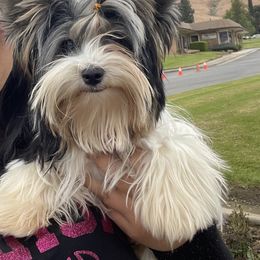 Biewer Terrier and Yorkshire Terrier Puppies from Yorkie Town California