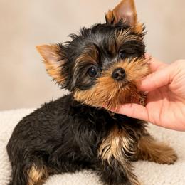Mirage - Blue and gold male Yorkshire Terrier puppy in San Diego, Temecula, Ontario, California from Yorkie & Maltese Royalty
