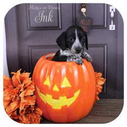 INK - Reserved - Black male Dachshund puppy in Graceville, Florida from Misty's 101 Doxies