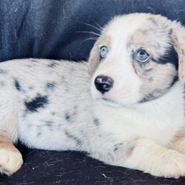 Iris with blue eyes - Blue merle and white female Cardigan Welsh Corgi puppy in Huntington Beach, California from Gingerbread