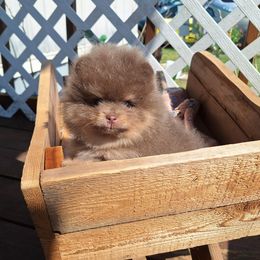 Sedai - Lavender female Pomeranian puppy in Oologah, Oklahoma from GG's Pomeranians