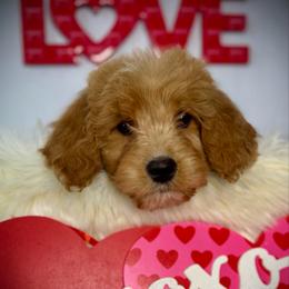 Chocolate chip - Red  female Goldendoodle puppy in Mc Arthur, California from California Golden Love