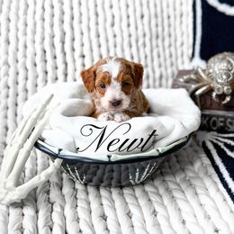 Newt - Red  male Goldendoodle puppy in Springville, Utah from Happy Doodle