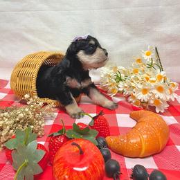 Juno - Salt and pepper female Miniature Schnauzer puppy in Huntington, Utah from Schnauzers on Robinson Lane
