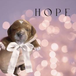 Goldendoodle Puppies from Graystone Doodles