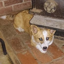 Missoula - Sable male Pembroke Welsh Corgi puppy in Ellensburg, Washington from Faery Mount Farm