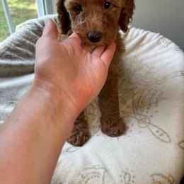 Aunt Bee - Apricot female Goldendoodle puppy in Clarksville, Tennessee from Golden Pine Designer Doodles