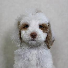 Grumpy - Red  male Goldendoodle puppy in Warsaw, Ohio from Lovabledoodles