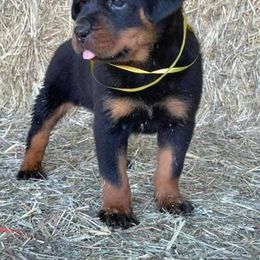 Rottweiler Puppies from Post Farm Rottweilers