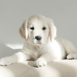 Golden Retriever and Labrador Retriever Puppies from Sierra Hills Retrievers