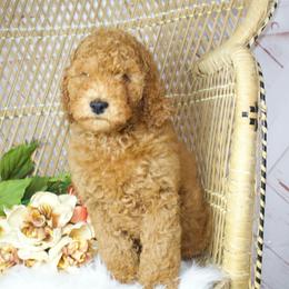 Purple Girl - Red  female Goldendoodle puppy in Belgreen, Alabama from Scott’s Farm Poodles and Doodles
