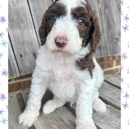 Birch - Parti male Goldendoodle puppy in Caddo Mills, Texas from Fire Wife Doodles