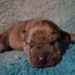 Light Blue Collar Fawn Merle - Great Dane puppy from Texas Blue Danes