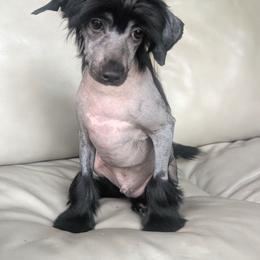 DaoDog Richard The Lion heart - Black male Chinese Crested puppy in Highland Park, Michigan from Family Kennel Dao Dog