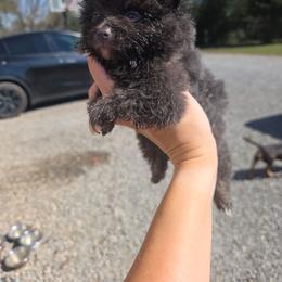 Kimber - Blue female Pomeranian puppy in Chattanooga, Tennessee from Valley Poms