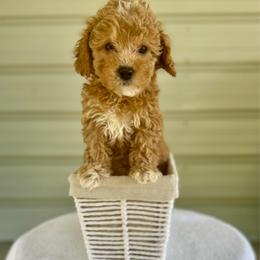 Cheyenne - Apricot female Goldendoodle puppy in Kenansville, North Carolina from J+A Family Doodles