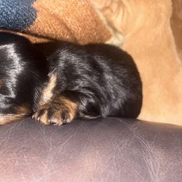 Louie - Black and tan male Dachshund puppy in Gulfport, Mississippi from Candy & Caits Farmstead Mini Doxies