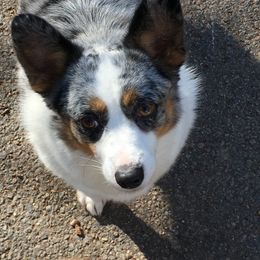 Grace - Pembroke Welsh Corgi
