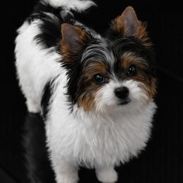 Abby - Black tan and white female Biewer Terrier puppy in Weiser, Idaho from Hells Canyon