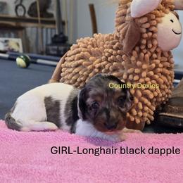 Dapple pi - Dapple female Dachshund puppy in Cedar City, Utah from Country Doxies