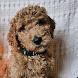 Green Collar Male - Red  Goldendoodle puppy in Willis, Texas from Doodle Family