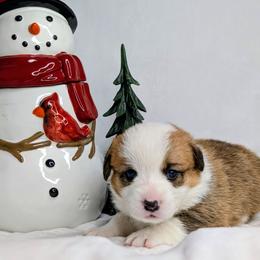 Peppermint Patty aka Patsy Cline - Sable and white female American Corgi puppy in Clarksville, Tennessee from Cold Creek Family Farm LLC