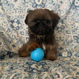 Hyde - Gold male Shih Tzu puppy in Shawnee, Oklahoma from Black Velvet Shih Tzu