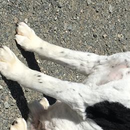 English Springer Spaniels from Silver Spruce Springer Spaniels