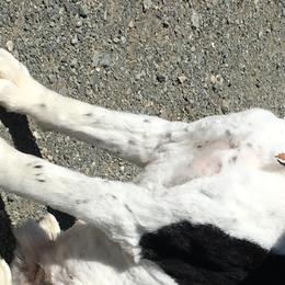 English Springer Spaniels from Silver Spruce Springer Spaniels