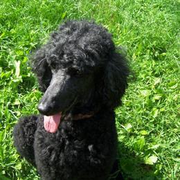 Cori - Poodle