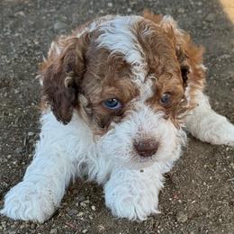 Douglas - Sable male Bernedoodle puppy in Longmont, Colorado from Colorado Miniature Bernedoodle Puppies