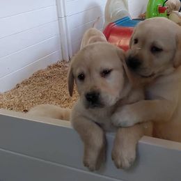 Labrador Retrievers from Natural Spirits Studio
