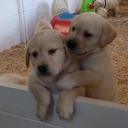 Labrador Retrievers from Natural Spirits Studio