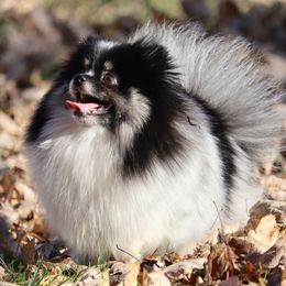 Zora - Pomeranian