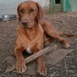 Ikrek - aka Clifford the Big Red Dog - Red and white Transylvanian Hound puppy in Rough And Ready, California from Royal Transylvanian Hounds
