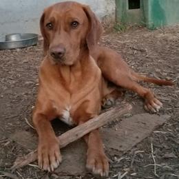 Ikrek - aka Clifford the Big Red Dog - Red and white Transylvanian Hound puppy in Rough And Ready, California from Royal Transylvanian Hounds