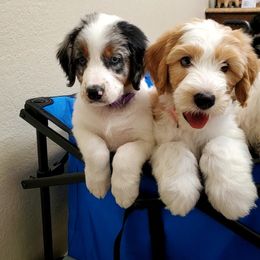 Aussiedoodle Puppies from Southwest Florida Doodles