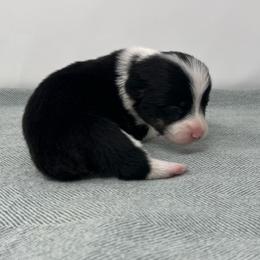 Willow - Black and white female American Corgi puppy in Waco, Texas from The Comma Corgis