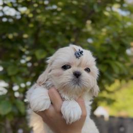 Singing Locust - White male Shih Tzu puppy in Cedar Hill, Texas from Puppy Paper House