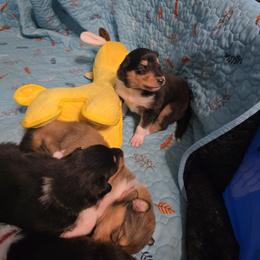 Collie Puppies from Country Collies