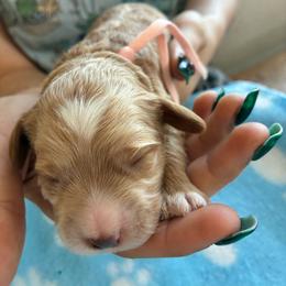 Grace - Golden female Cockapoo puppy in Adrian, Oregon from ApplebyFarm