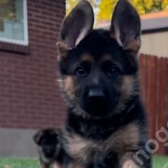 Kaya (Girl 1) - Black and red German Shepherd puppy in Orem, Utah from Timpanogos Shepherds