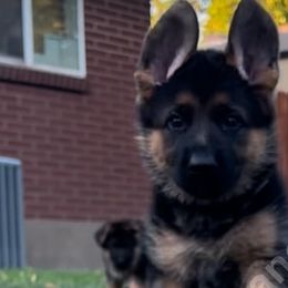 Kaya (Girl 1) - Black and red German Shepherd puppy in Orem, Utah from Timpanogos Shepherds