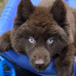 Cayenne - Brown and white female Siberian Husky puppy in East Tawas, Michigan from BurnsBerg's Woolies